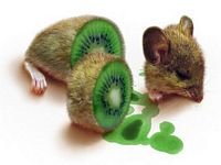 pic for Mouse Kiwi